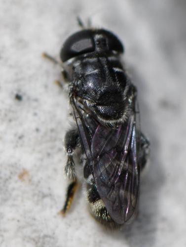 Eumerus obliquus